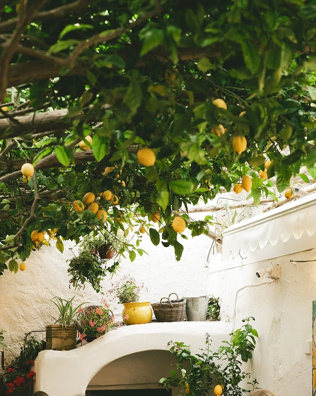 The lemon garden at Donna Stella pizzeria in Amalfi