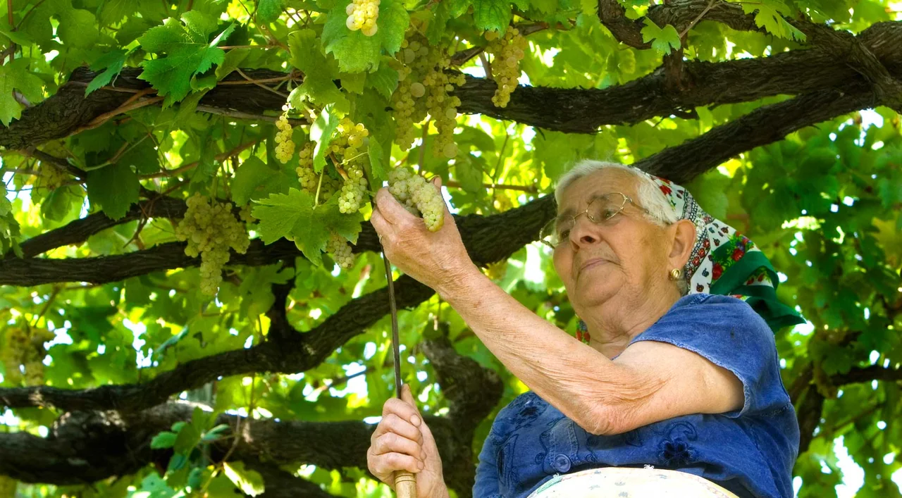 La raccolta dell’uva sotto il pergolato nelle fotografie di Tenuta San Francesco